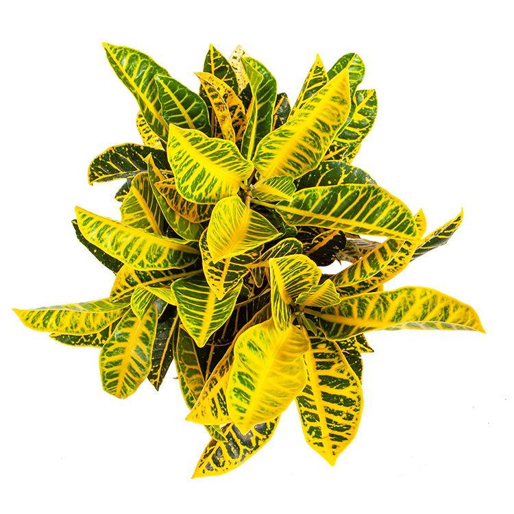 croton-care-guide-how-to-keep-them-thriving-planterina