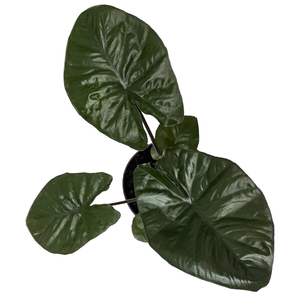 The Ultimate Alocasia Serendipity Indoor Plant Care Guide – Planterina