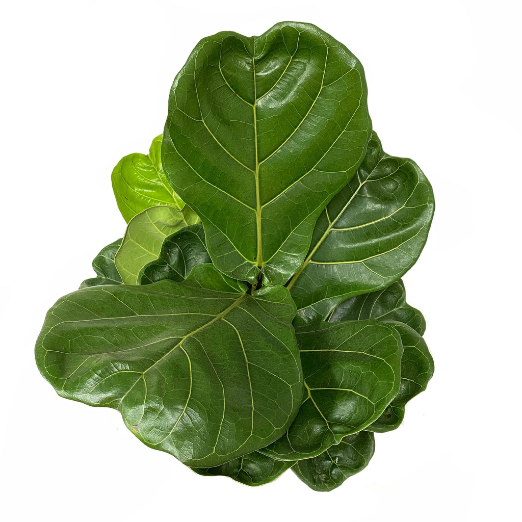 How to Care for Ficus Trees Beginner's Plant Guide Planterina