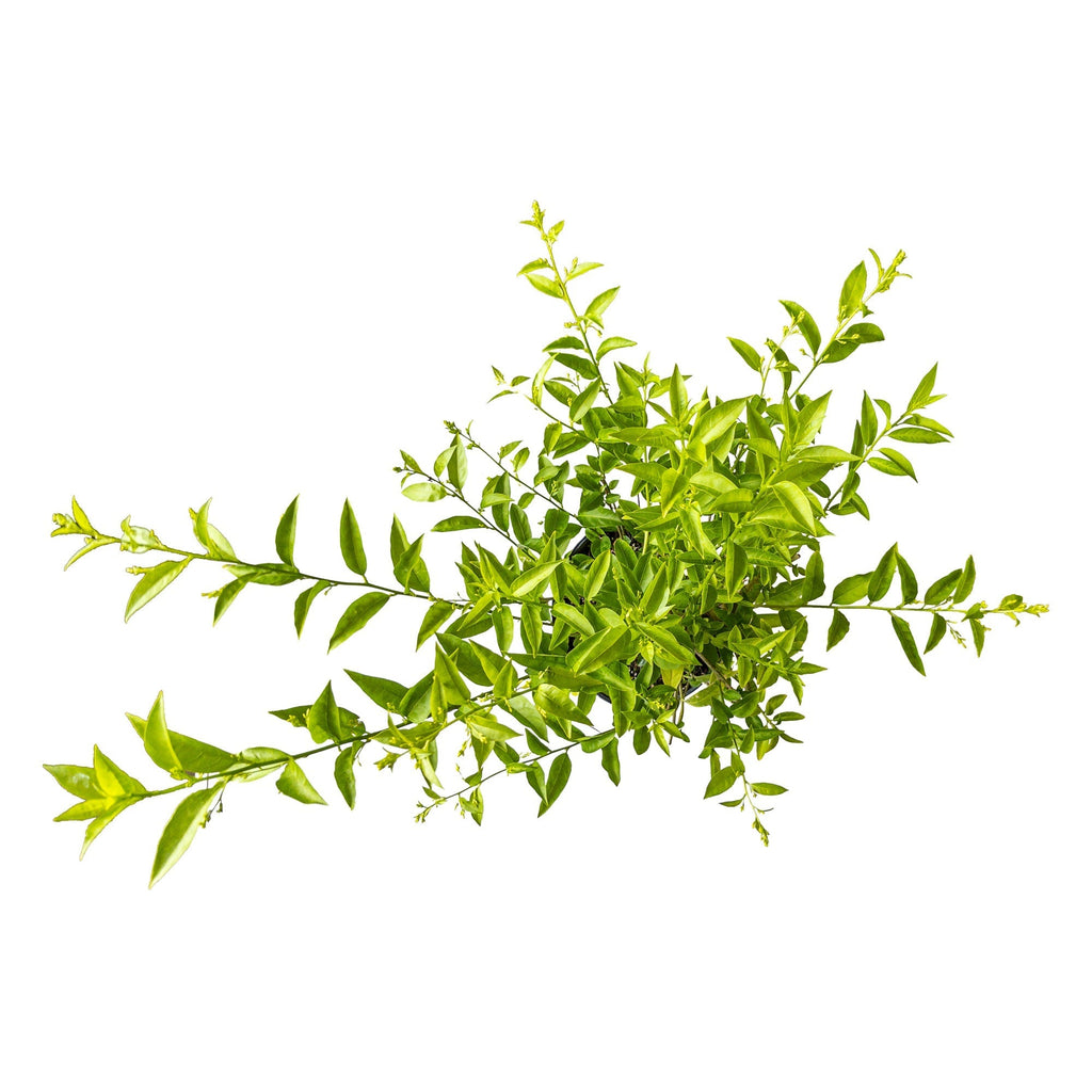 The Ultimate Night Blooming Jasmine Indoor Plant Care Guide Planterina