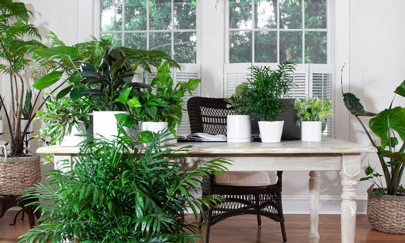 WFH Inspiration | The 10 Best Indoor Plants for Your Home Office