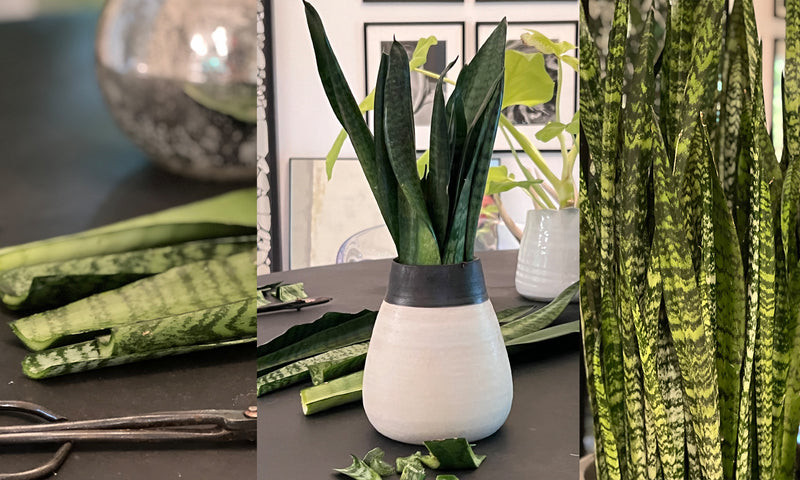 How to Properly Propagate Snake Plants | 4 Step-by-Step Ways!