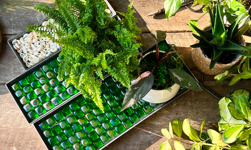 Moisturizing Made Easy | 4 Simple Ways to Add Humidity to Your Indoor Plants