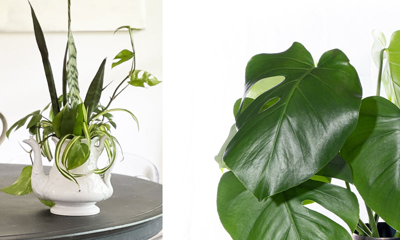 Make a DIY Plant Bouquet™