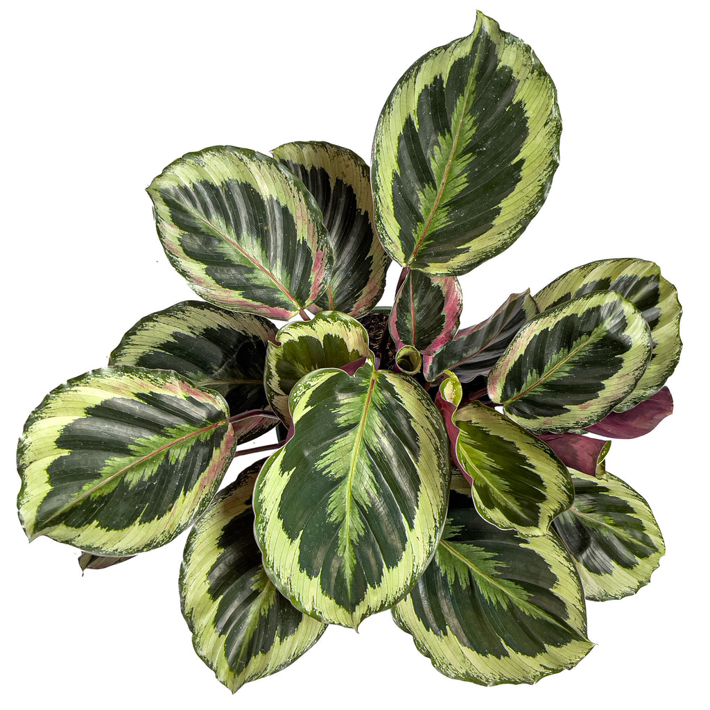 The Ultimate Guide to Calathea Shine Star | Planterina