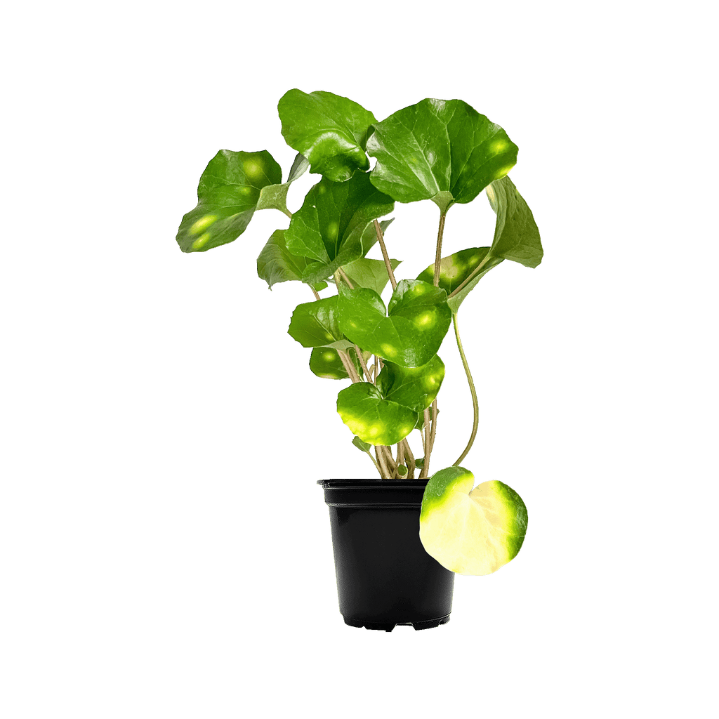 Farfugium ‘Firefly’ Indoor Plants Online Planterina