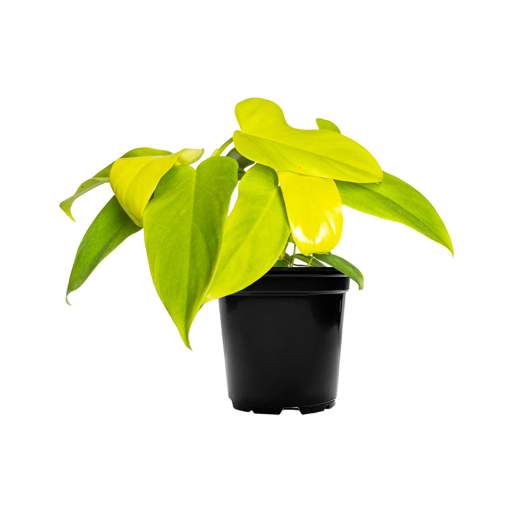 Philodendron Bipennifolium Aurea Easy Care Indoor Plants Online