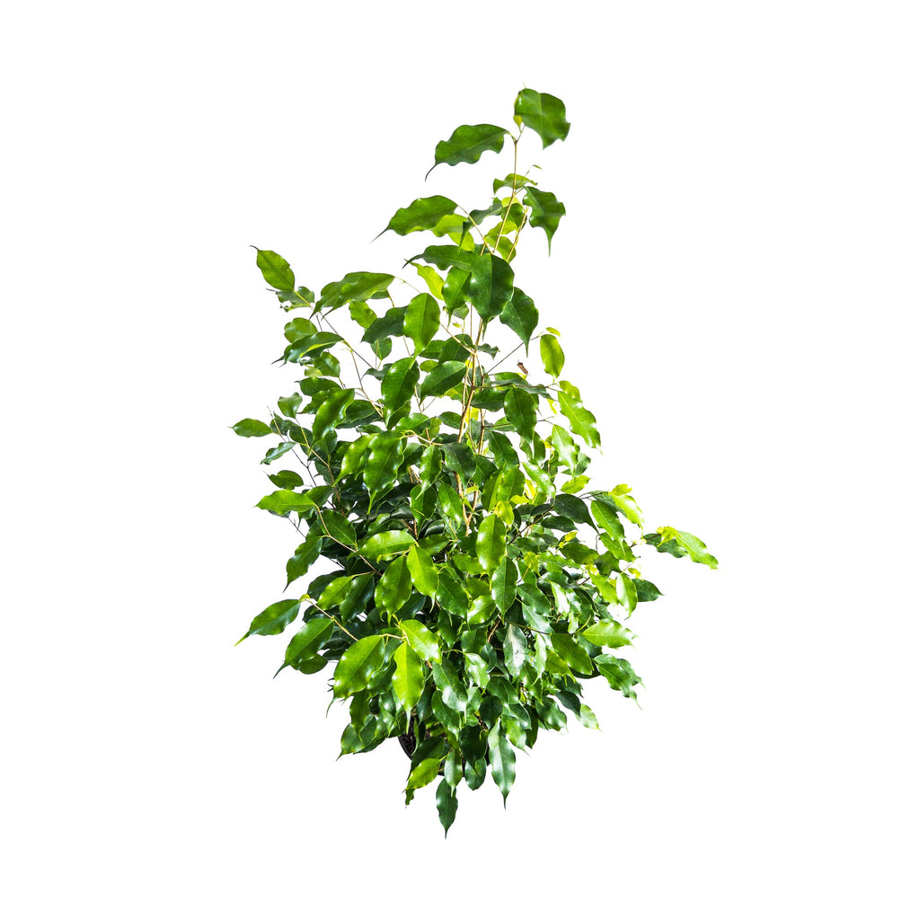 Weeping Fig Beautiful Indoor Plants Online Planterina
