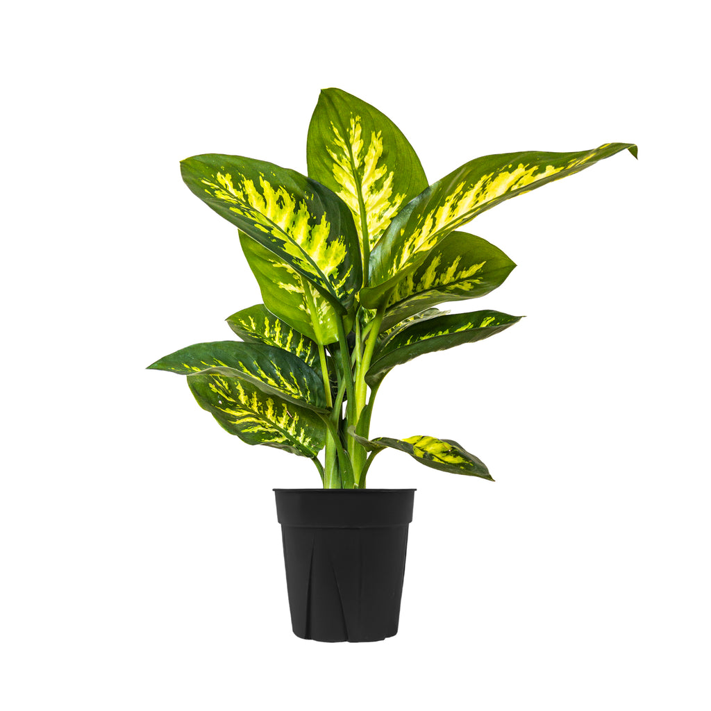Dieffenbachia Indoor Plants Online Planterina