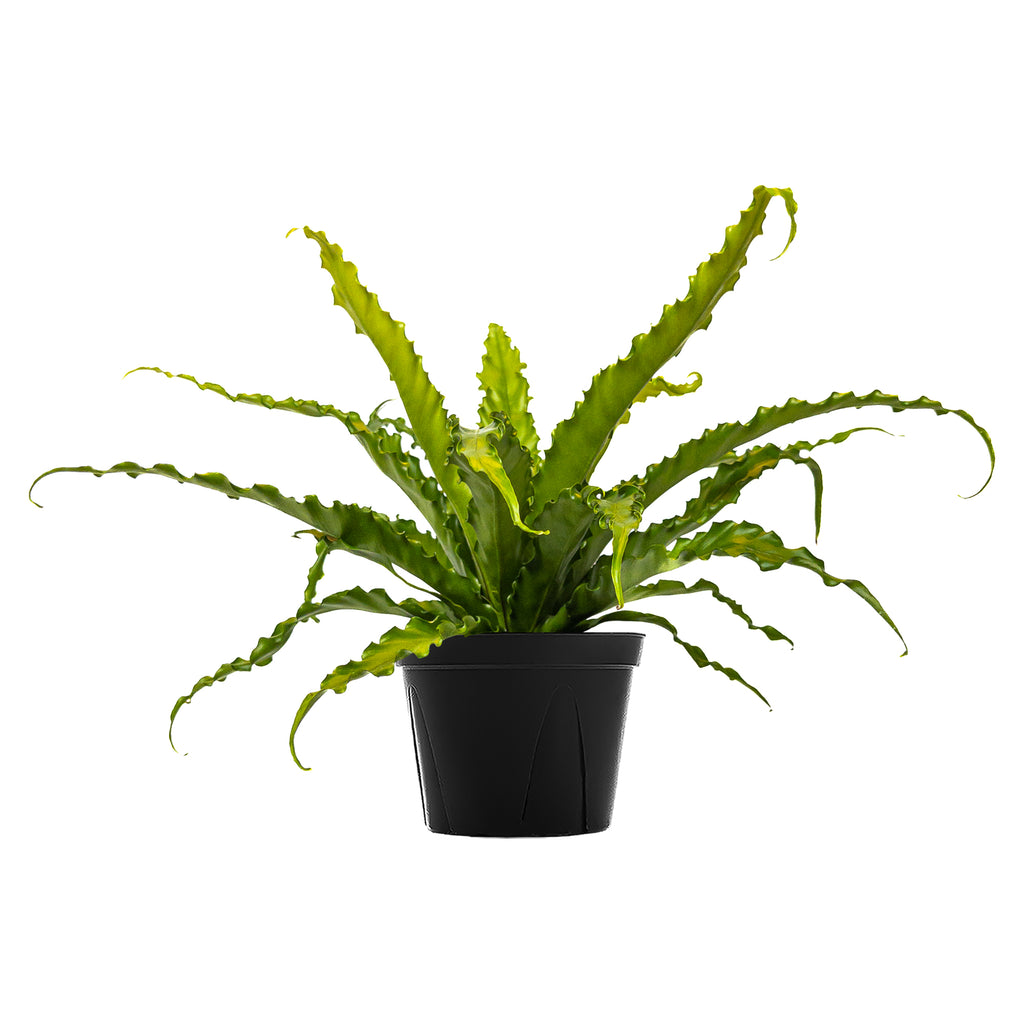 Shop Victoria Ferns Beautiful Indoor Plants Online Planterina
