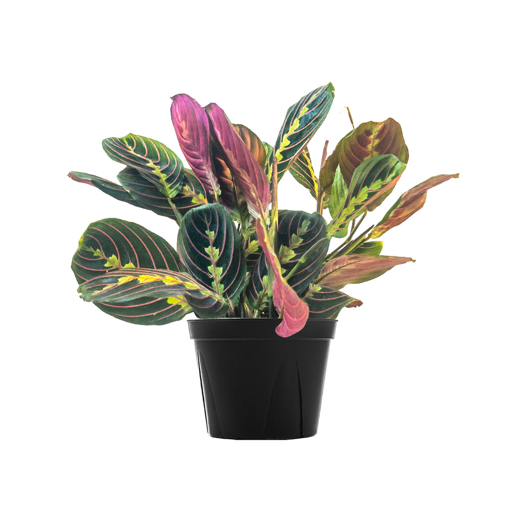 Red Maranta Shop Indoor Plants Online Planterina