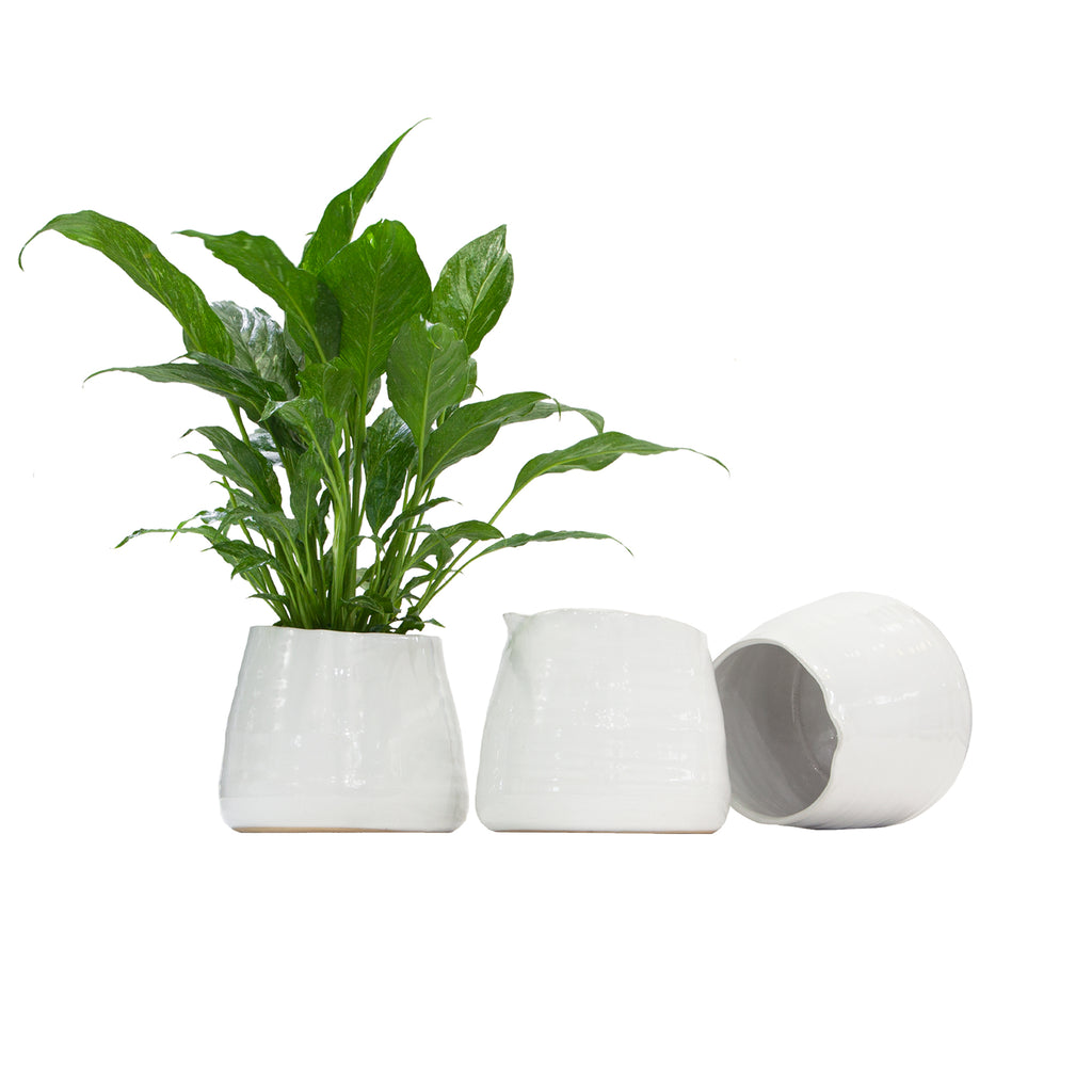 Pot | Indoor Plant | Planterina