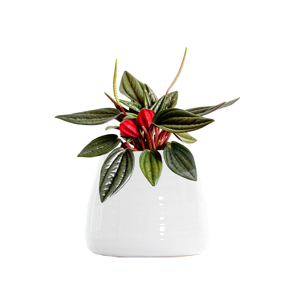 Peperomia Rosso | Care Indoor Plants Online |