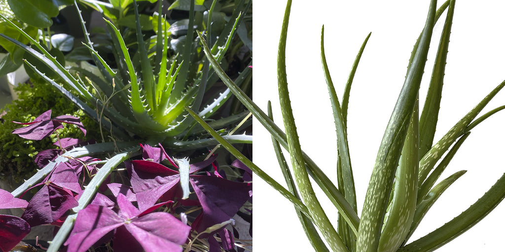 All Things Aloe | The Benfits of Growing Aloe in Your Home!