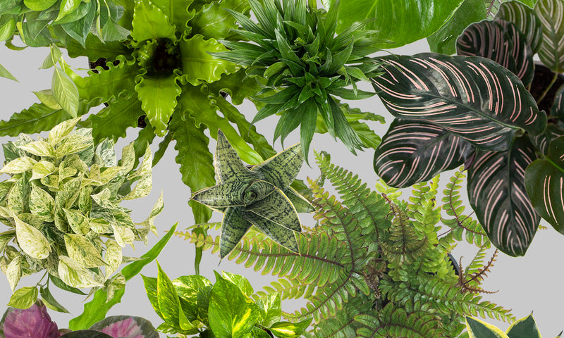 6 Indoor Plant Personality Types: Find Your Match!