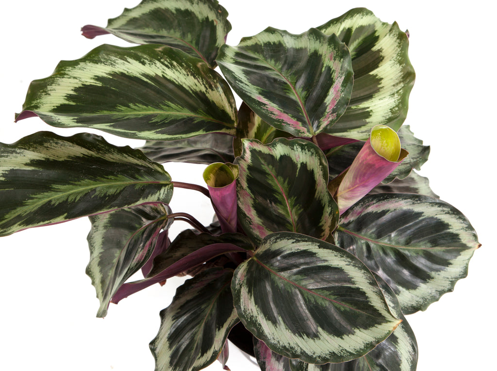 How to Care for Your Prayer Plants | The Essentials