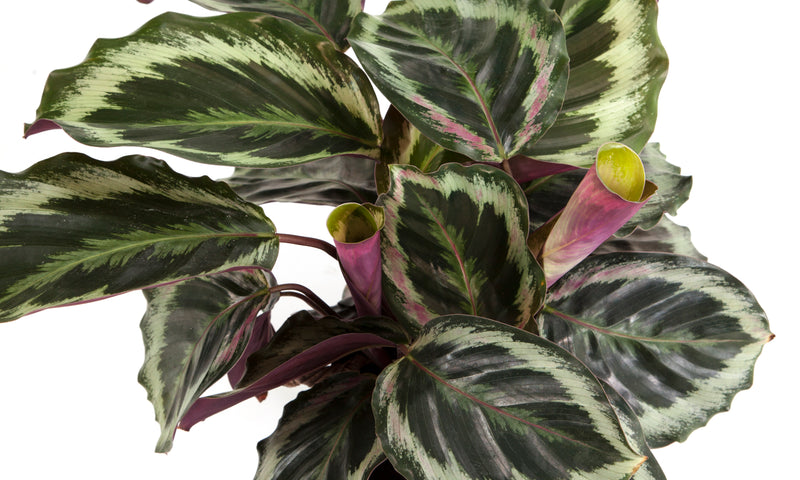 How to Care for Your Prayer Plants | The Essentials