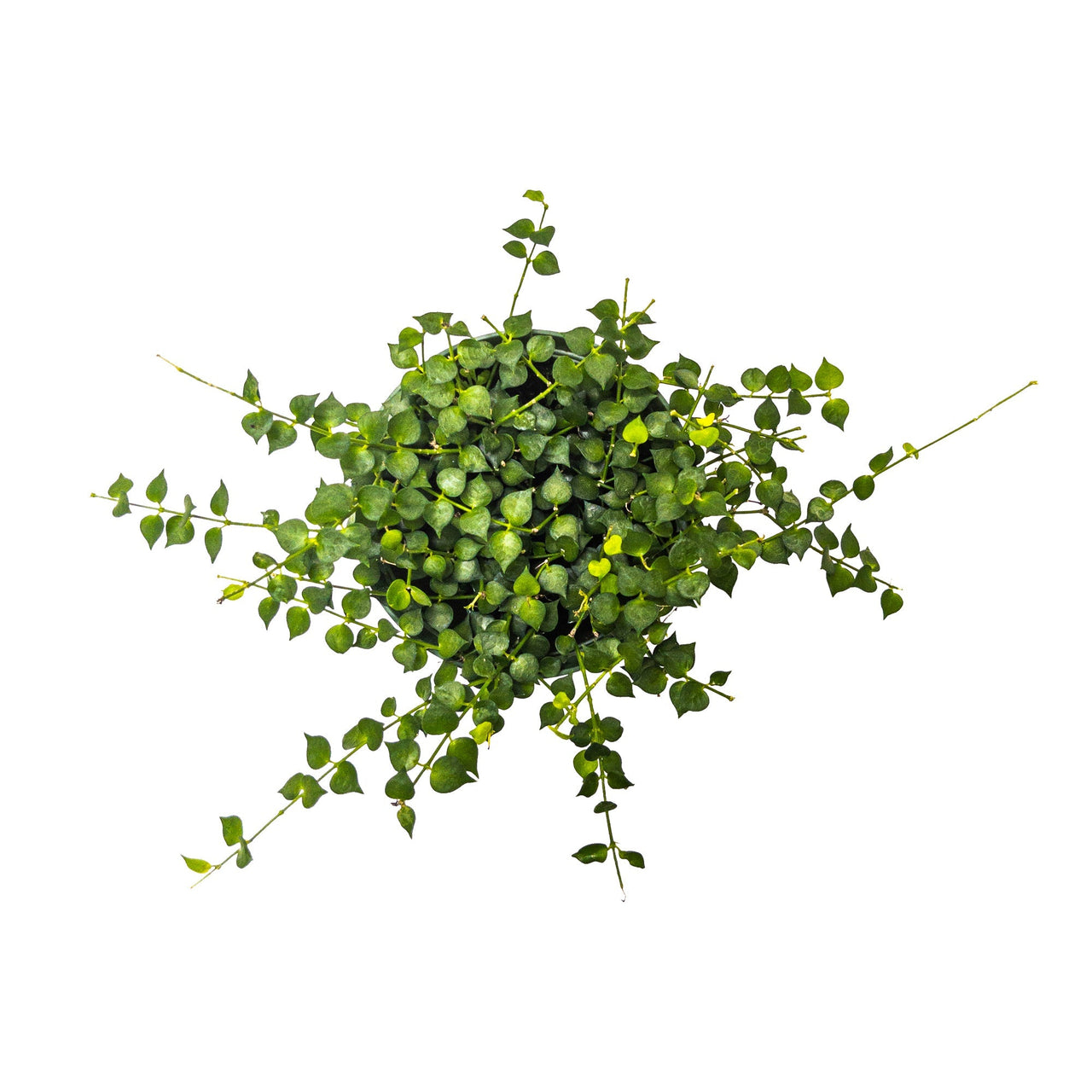 Dischidia Care