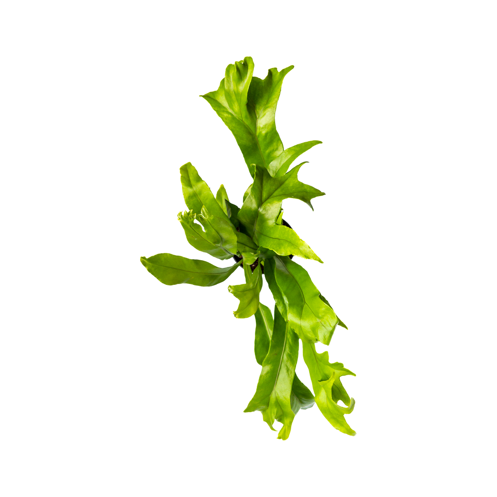 The Ultimate Beginner's Guide to Green Flame Fern Plant Care Planterina