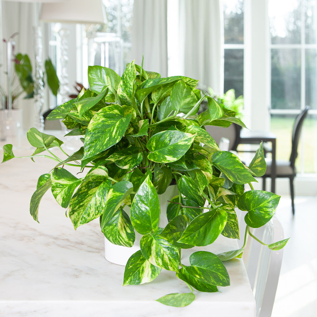 7 Steps to Get That Golden Pothos Glow!