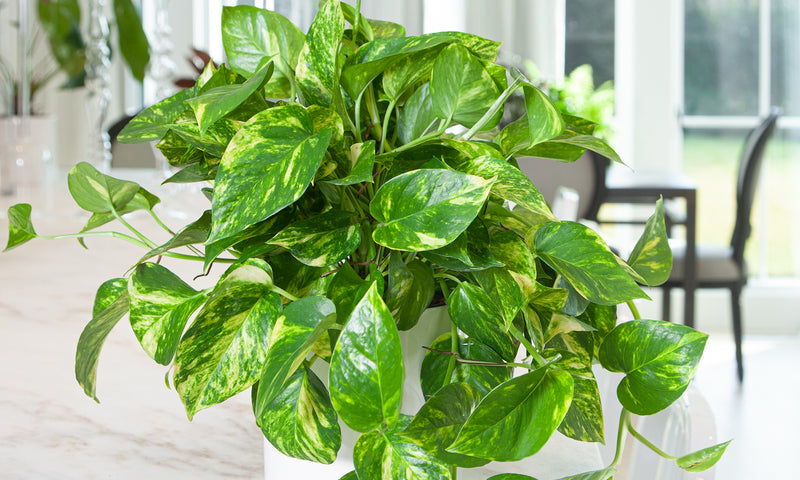 7 Steps to Get That Golden Pothos Glow!