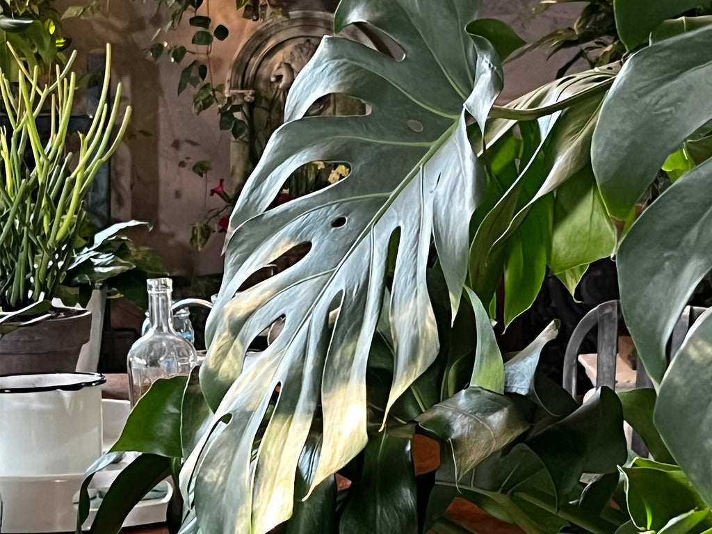 12 Fast-Growing, Simply Gorgeous Houseplants