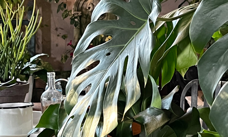 12 Fast-Growing, Simply Gorgeous Houseplants