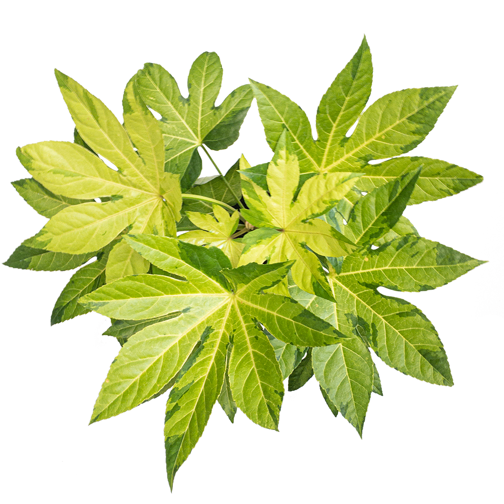 Fatsia Care