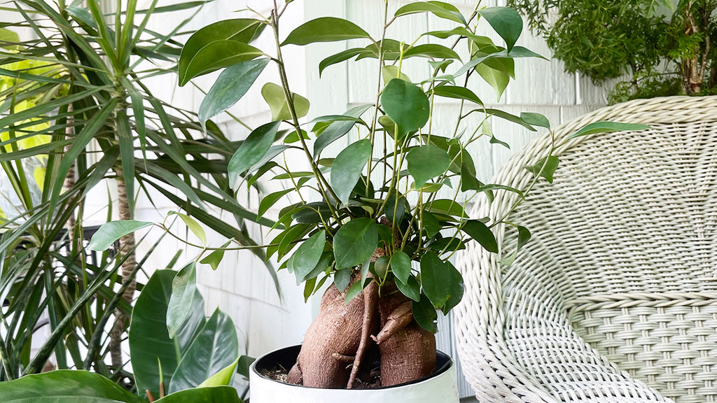 Master the Art of Bonsai with Ficus Ginseng