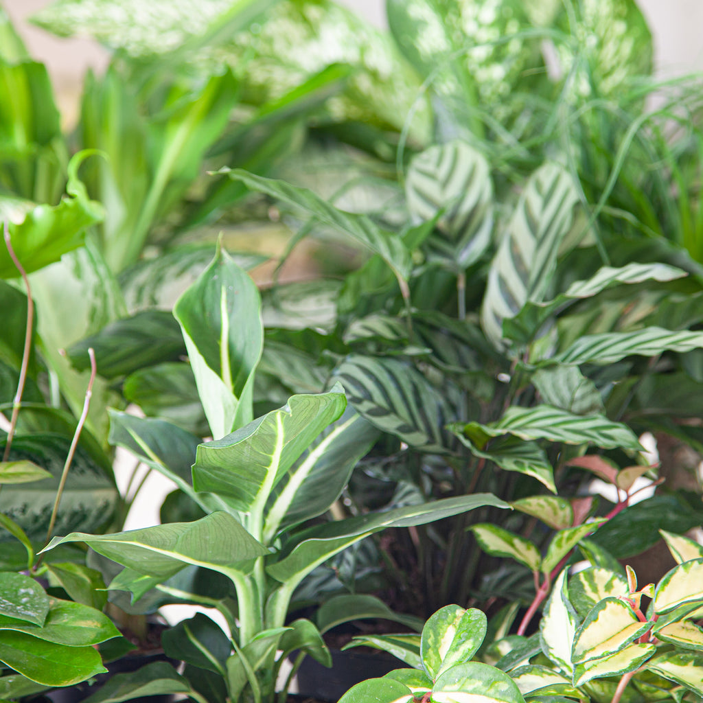 Create a Relaxing Tropical Vacation at Home with Indoor Plants!