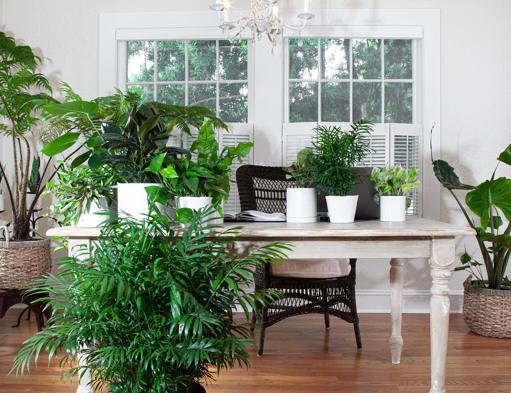 WFH Inspiration | The 10 Best Indoor Plants for Your Home Office