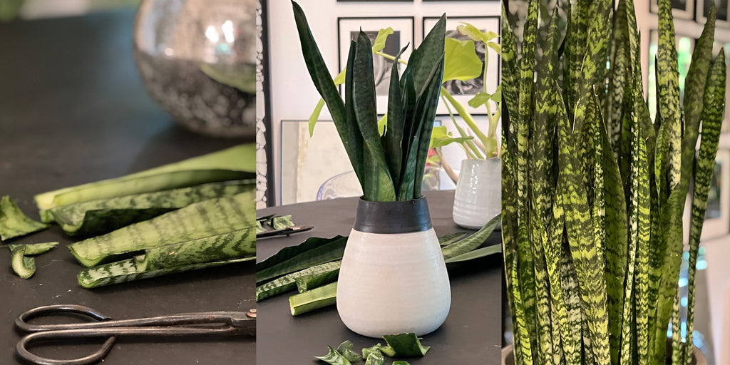 How to Properly Propagate Snake Plants | 4 Step-by-Step Ways!