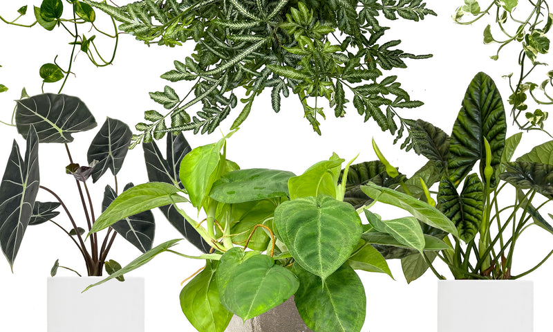 These are the Best Indoor Plants for Your Bathroom!