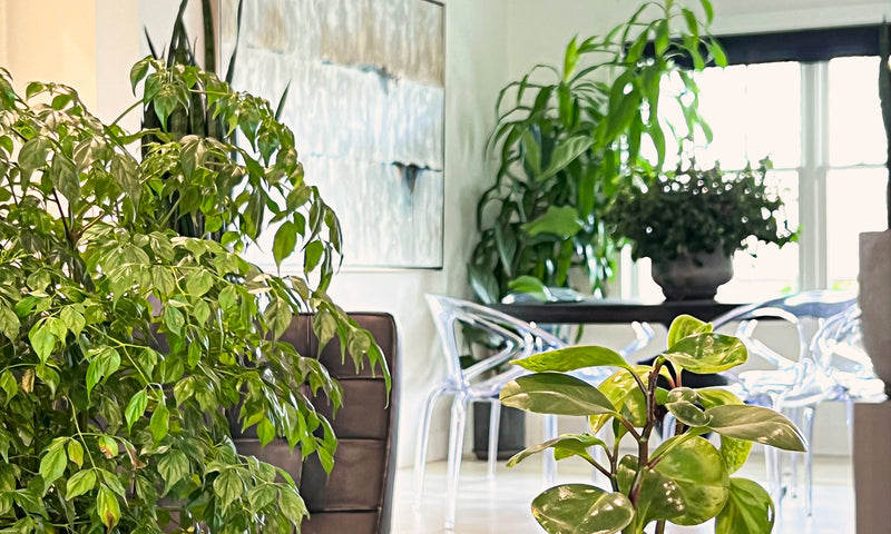 Too Hot to Handle | What Your Indoor Plants Crave During a Heatwave