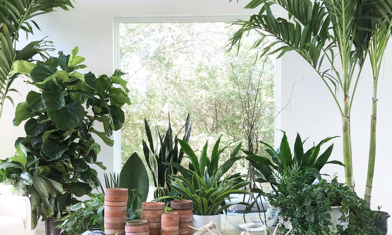 Indoor Plants that Love the High-Light Life!