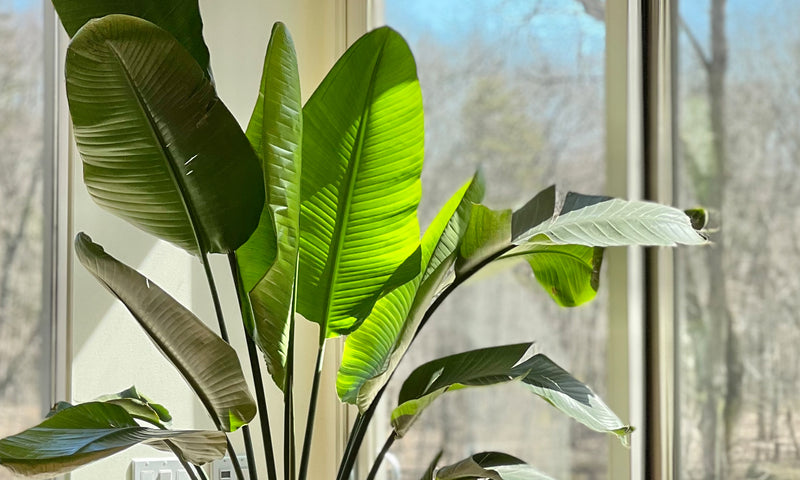 Lighting Needs for Your Indoor Plants