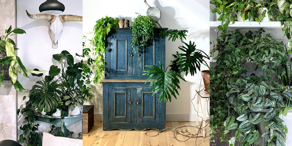 Decorate Your Not-So-Bright Living Room With These Low-Light Indoor Plants