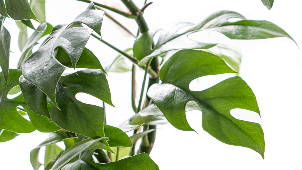 How to Care for a Mini Monstera