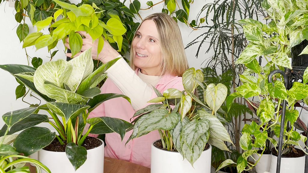 Philodendron Care Made Easy!