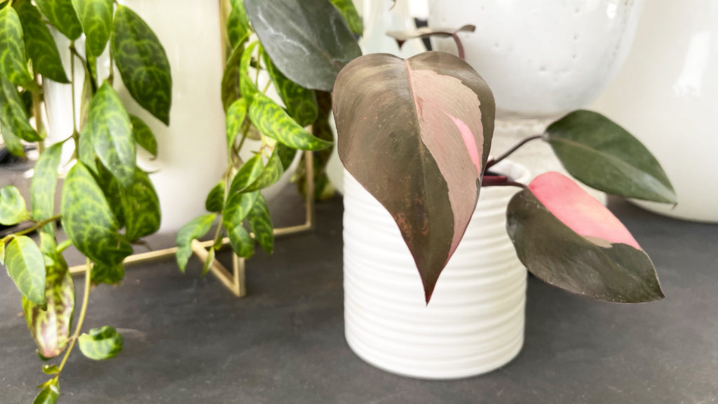 Pink Princess Philodendron Care Guide