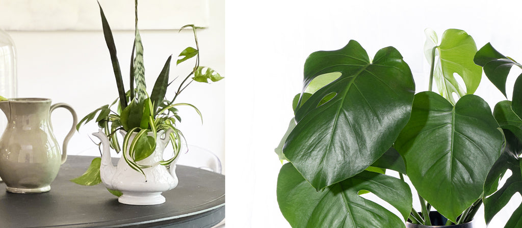 Make a DIY Plant Bouquet™