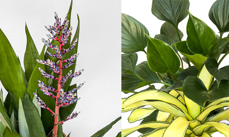 Plant Pairings | Indoor Plants That are Meant to be!