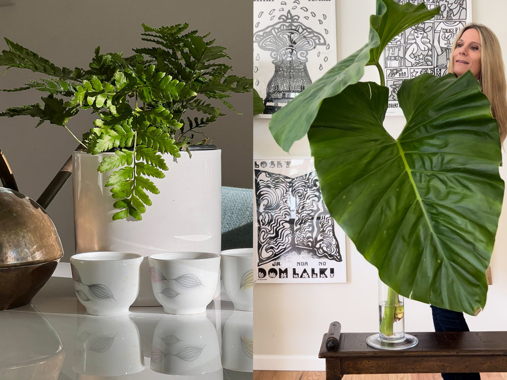 Do's and Don'ts | 8 Steps to New Indoor Plant Success!