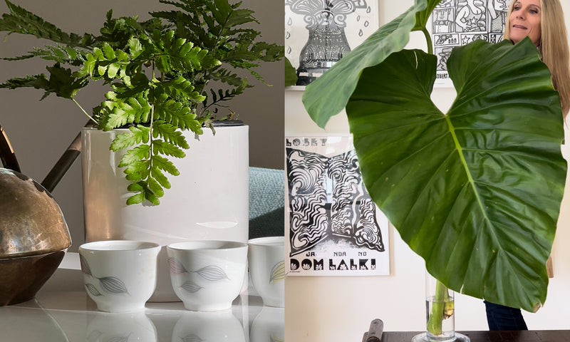Do's and Don'ts | 8 Steps to New Indoor Plant Success!