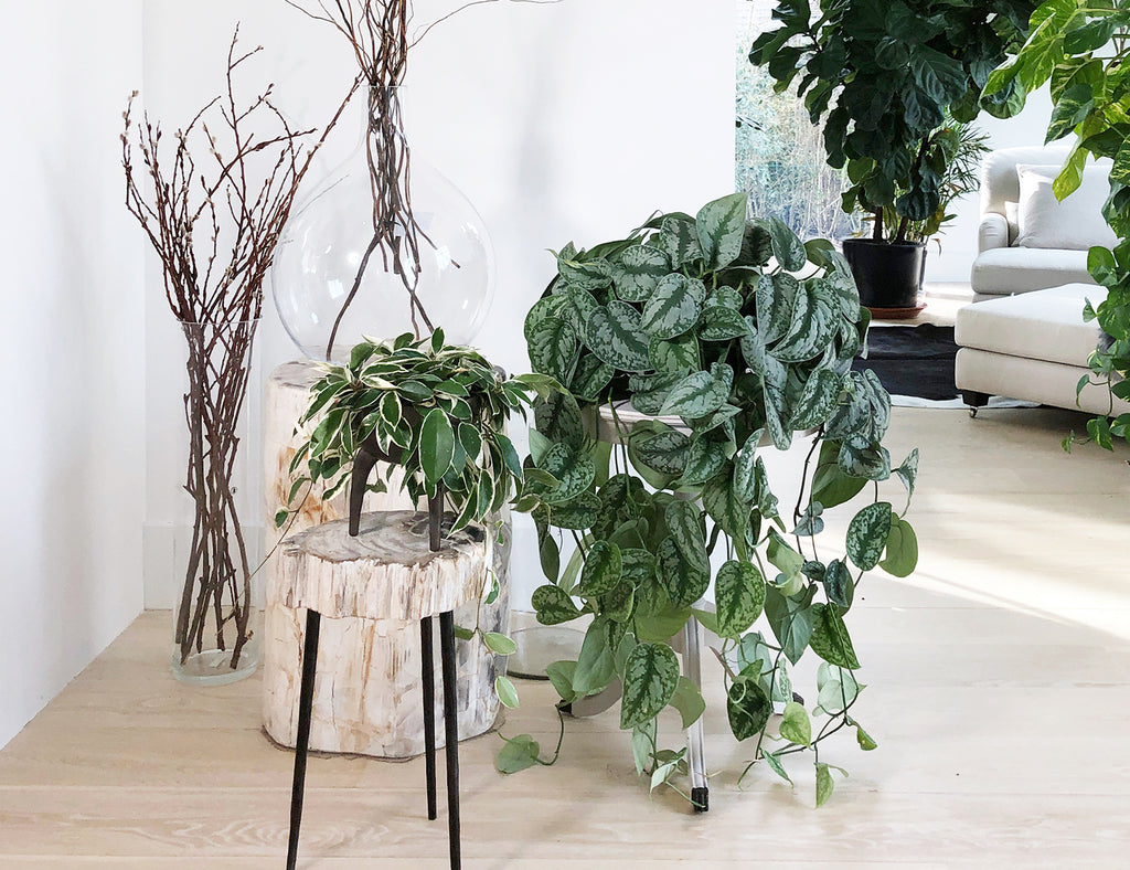 Stage Your Home with Indoor Plants!