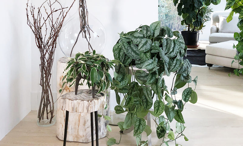 Stage Your Home with Indoor Plants!