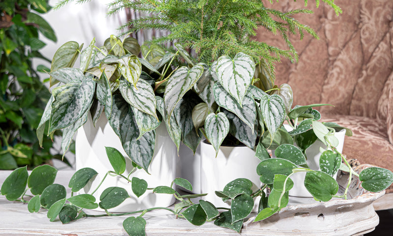 Keep your Plants Warm & Cozy | Winter Houseplant Care