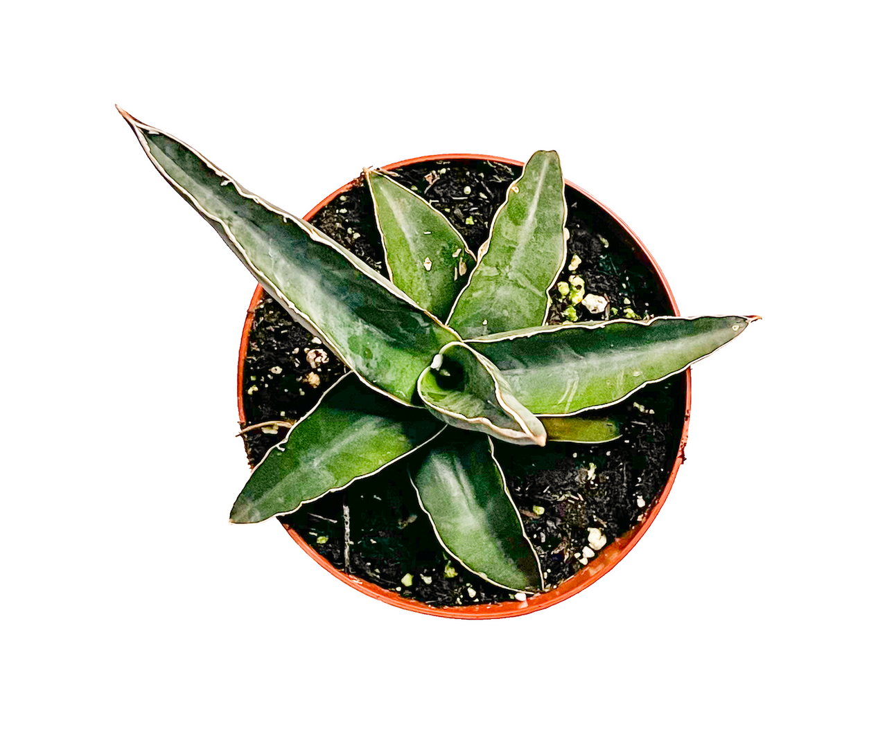 Sansevieria ehrenbergii 'Blue'