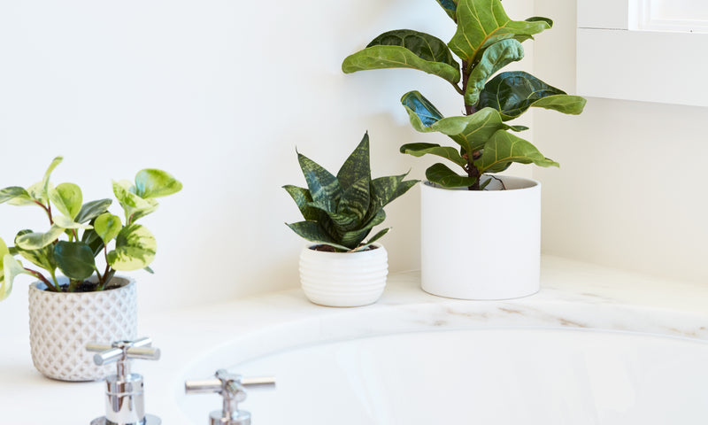 Plant Styling 101:  Small Spaces