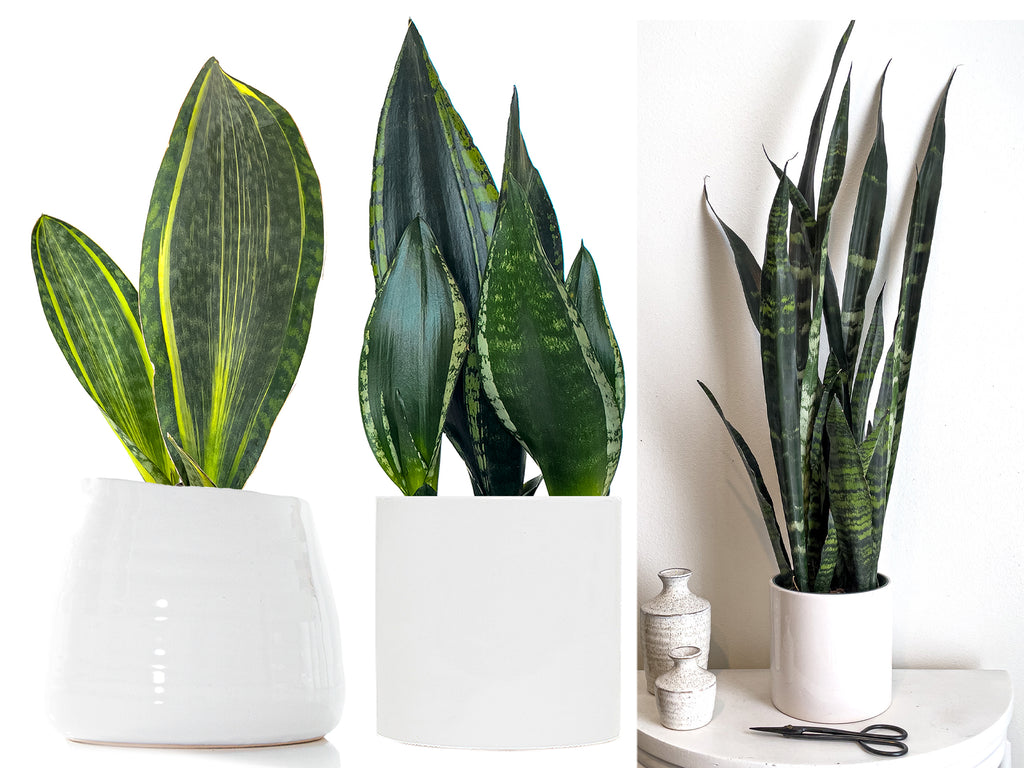 20 Indispensable Facts About Snake Plants | Sansevieria Care